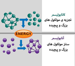 تفاوت بین کاتابولیسم و آنابولیسم چیست ؟