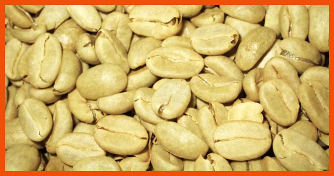 قهوه سبز ، خواص قهوه سبز ، چربی سوزی با قهوه سبز 